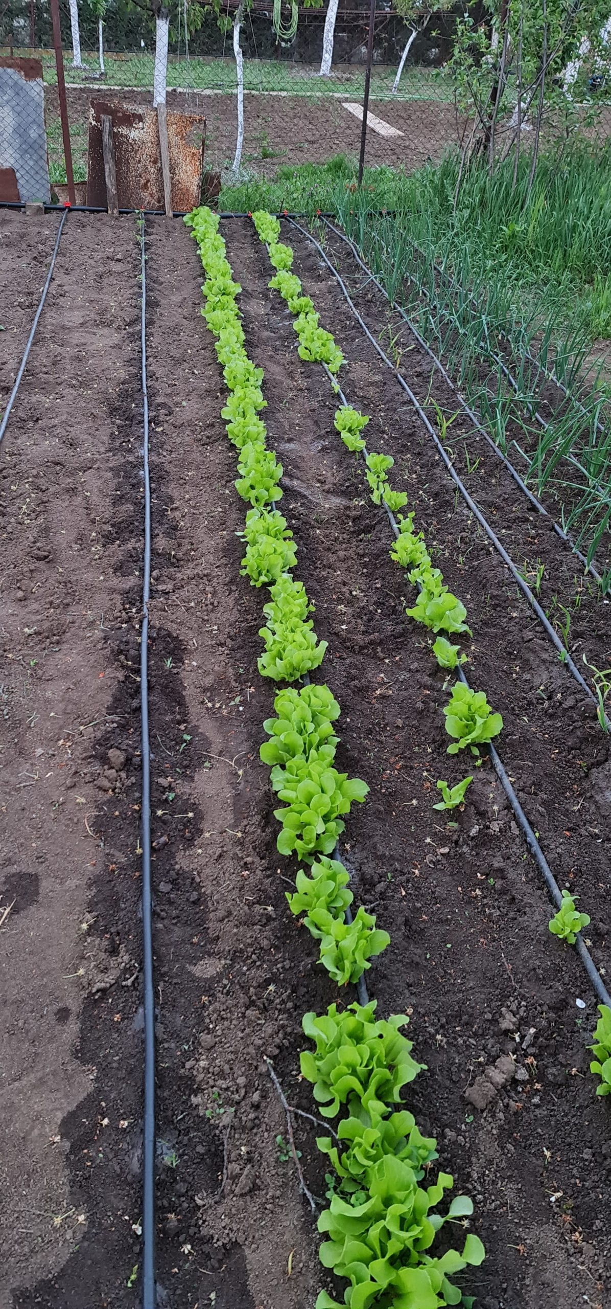 Sistem de irigare prin picurare — recoltă